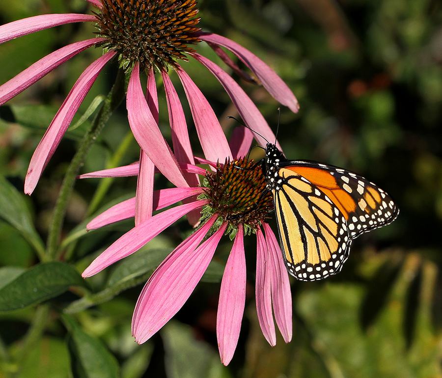 Monarch on late season coneflowers.