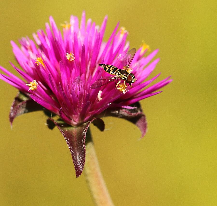 Syrphid fly on 'Fireworks' gomphrena.
