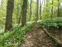 Dirt forest trail bordered by white wildflowers and tall tree trunks