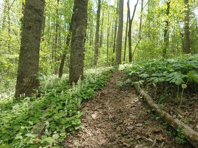 Dirt forest trail bordered by white wildflowers and tall tree trunks
