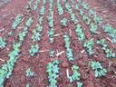Pea emergence