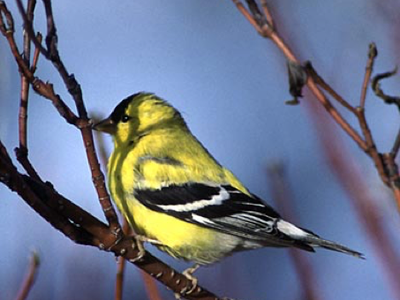 male goldfinch