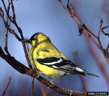 male goldfinch