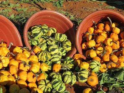 Three overturned terracotta pots spilling small orange and green striped gourds on soil