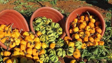 Three overturned terracotta pots spilling small orange and green striped gourds on soil