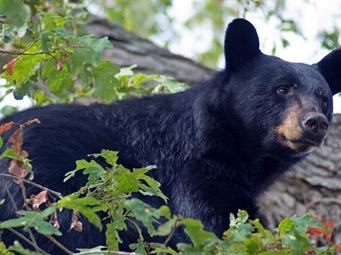 Black bear perched on a tree branch among green leaves