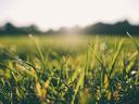 lawn