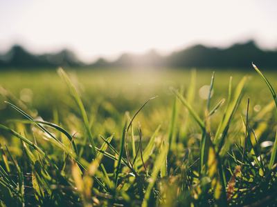 lawn
