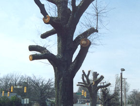 Pollarded street trees with large cut branches lining a roadside