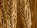 Dry wheat ears with long awns, close-up