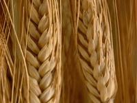 Dry wheat ears with long awns, close-up