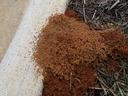 Fire Ant mound