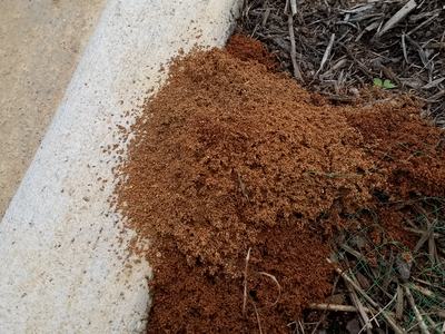 Fire Ant mound