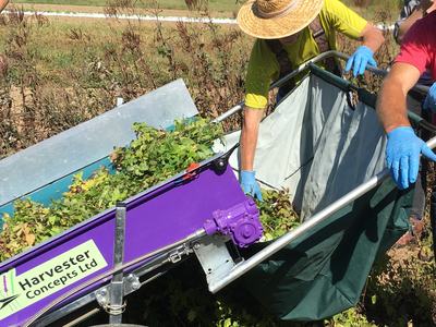Lemon Balm Harvest