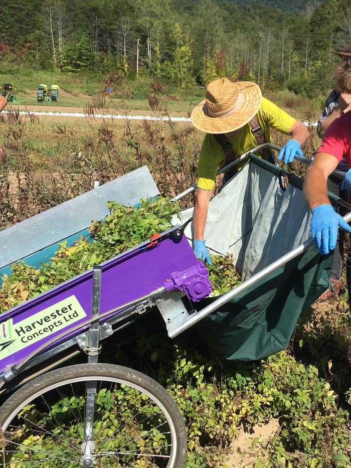 Lemon Balm Harvest