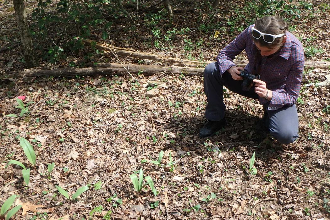 NC State research assistant inspecting a population of ramps in early spring.