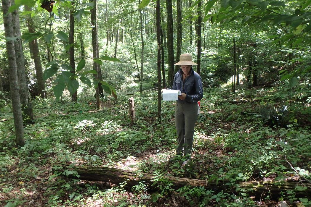 NC State research assistant collecting data on forest planting.