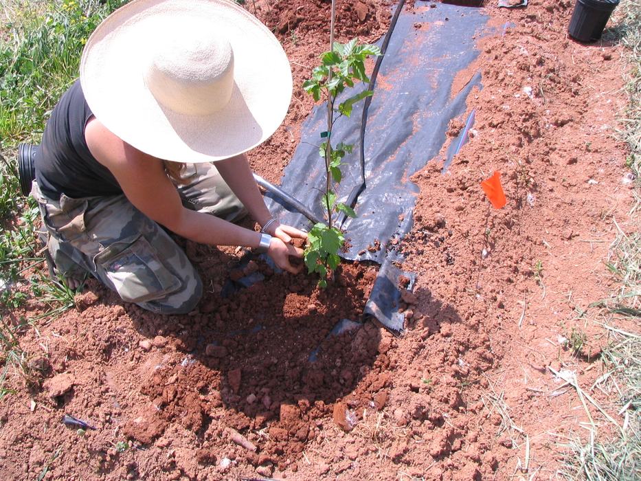 Truffle Inoculum We Produced Our First Black Périgord Truffles! - New Crops & Organics ...
