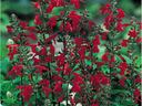 Clustered red salvia blossoms on vertical stems surrounded by green leaves