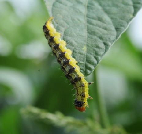 tobacco caterpillar in soybean Corn Earworm (Soybean Podworm) - Vernon James Center