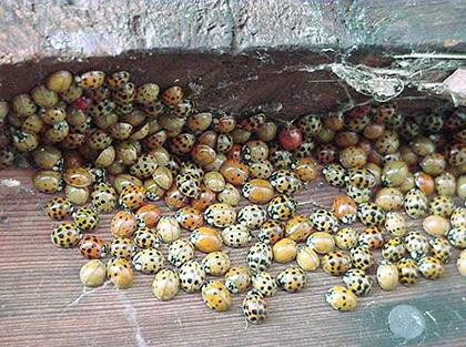 Multi-colored Asian lady beetles congregating on fascia boards of house.