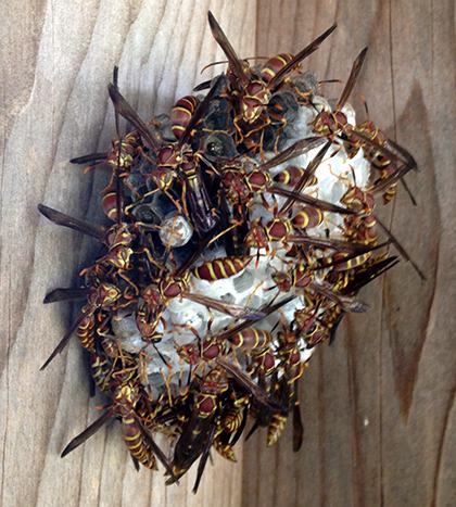 Polistes (paper) wasps on a nest attached to wooden frame