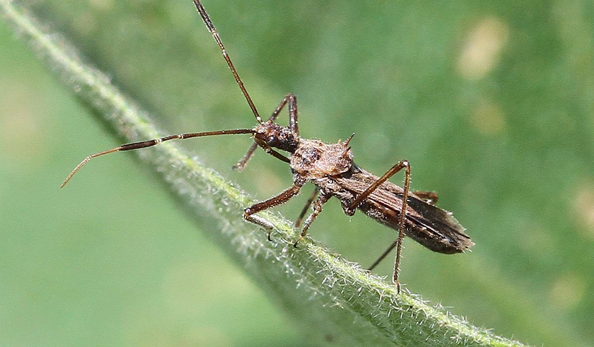 Insecte Croitor Incredible Diversity of Critters on Eggplant Crop - Growing Small Farms ...
