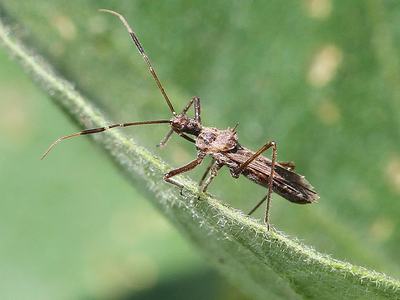 Brown assassin bug with long antennae perched on the edge of a fuzzy green leaf