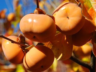 several fuyu persimmons on the tree