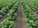 Rows of green broadleaf plants growing in furrowed, tilled soil