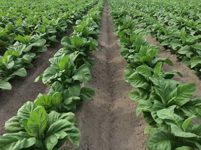 Rows of green broadleaf plants growing in furrowed, tilled soil