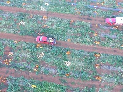Aerial view: pumpkin field with two red pickup trucks on dirt rows and scattered pumpkins