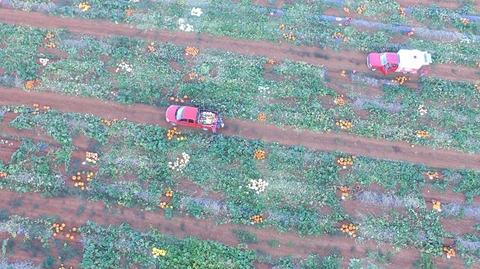 Aerial view: pumpkin field with two red pickup trucks on dirt rows and scattered pumpkins