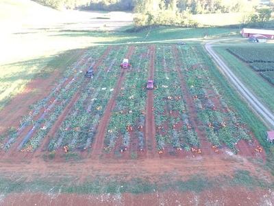 Aerial view of pumpkin field with rows, scattered pumpkins, three tractors, and a dirt road
