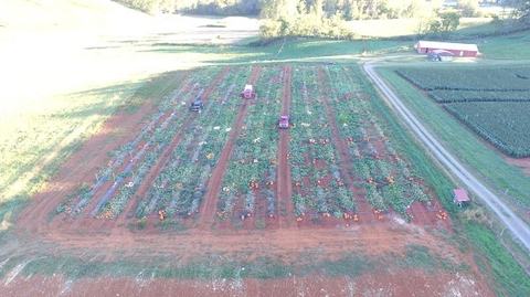 Aerial view of pumpkin field with rows, scattered pumpkins, three tractors, and a dirt road