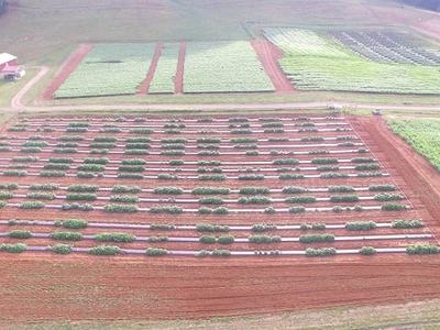 Aerial view of farm field with parallel raised crop rows and access pathways