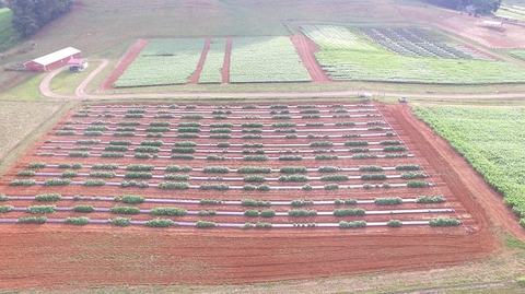 Aerial view of farm field with parallel raised crop rows and access pathways