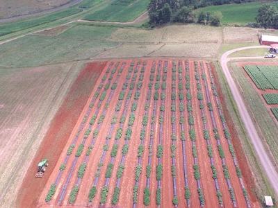 Aerial view of tractor working red-soil field with parallel planted rows and a barn