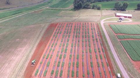 Aerial view of tractor working red-soil field with parallel planted rows and a barn