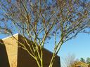 Multi-trunk tree with bare branches in front of a brick building, birdbath and arbor nearby