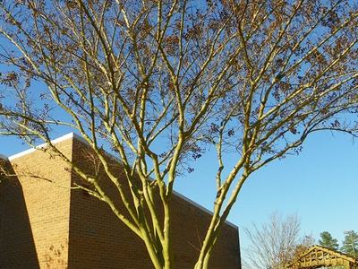 Multi-trunk tree with bare branches in front of a brick building, birdbath and arbor nearby