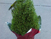 Image of a poinsettia