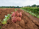 Sweet potatoes on a soil ridge in a harvested agricultural field