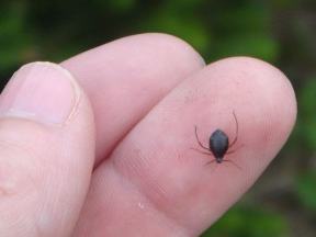 cinara aphid on a person's finger.