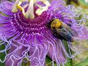 bee on purple flower