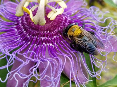bee on purple flower