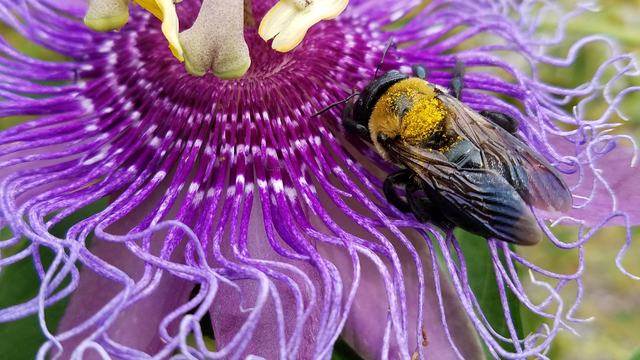 bee on purple flower