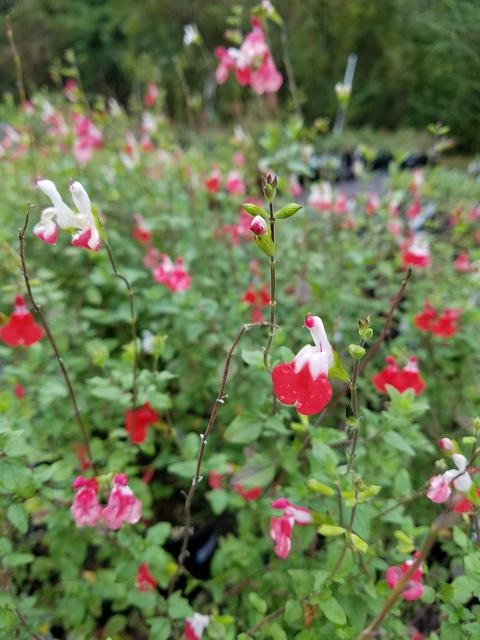 plant with white and red flowers