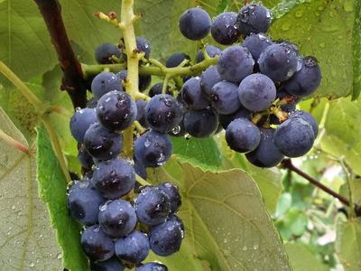 'Mars' a purple american bunch grape from the University of Arkansas breeding program