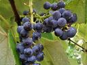 'Mars' a purple american bunch grape from the University of Arkansas breeding program